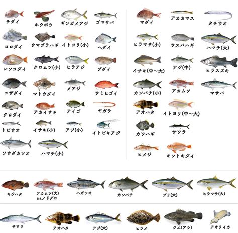 魚 種類